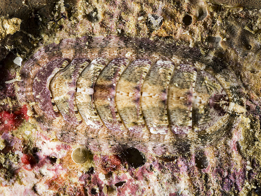 Ischnochiton caliginosus